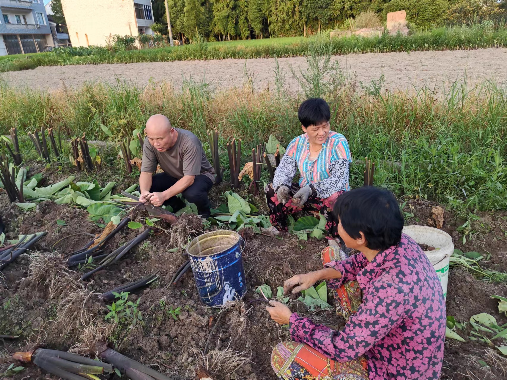仙居縣白塔鎮(zhèn)上葉村農(nóng)村工作指導(dǎo)員錢(qián)云潘（左）和村民一起在田間采收成熟的芋頭，了解芋頭產(chǎn)量和銷(xiāo)售情況.jpg